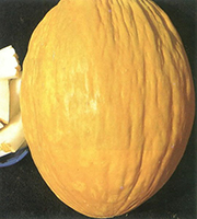 Πεπόνι melon Amarillo special