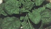 Σπανάκι Viroflay oscura