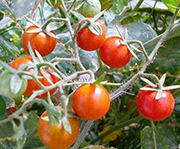 Τοματίνι red cherry